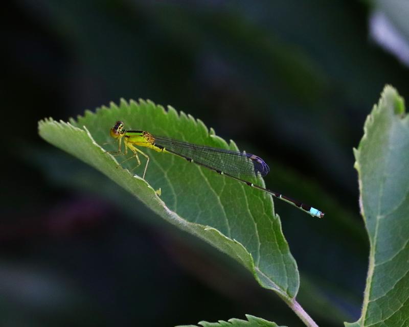 Photo of Vesper Bluet