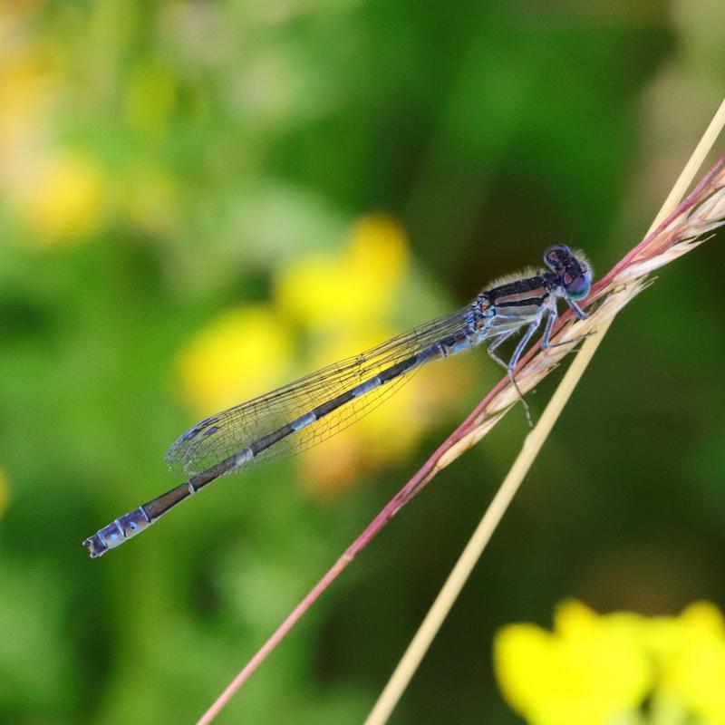 Photo of Tule Bluet