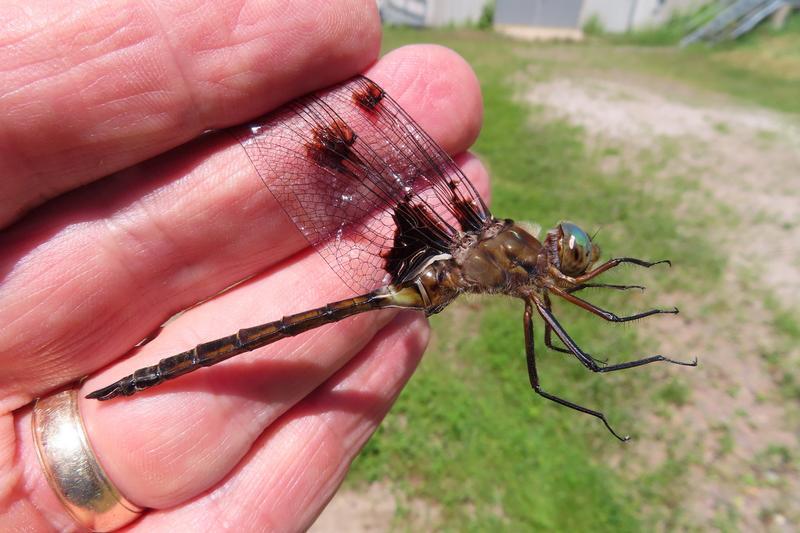 Photo of Prince Baskettail