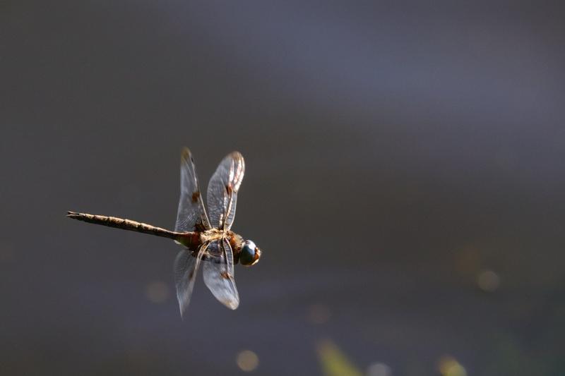 Photo of Prince Baskettail