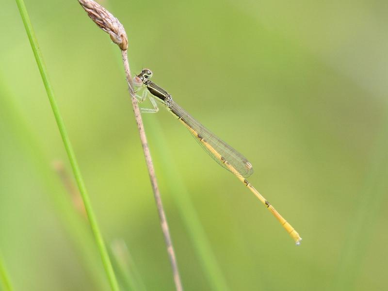 Photo of Citrine Forktail