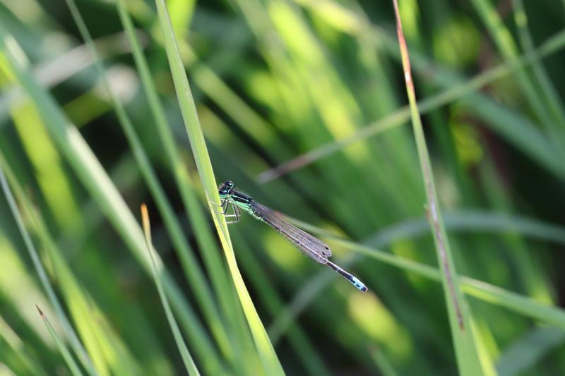 Photo of Eastern Forktail