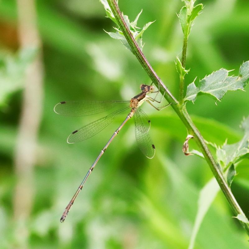 Photo of Slender Spreadwing