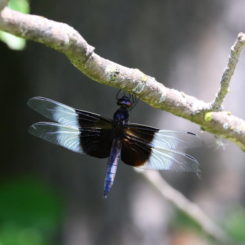 Photo of Widow Skimmer