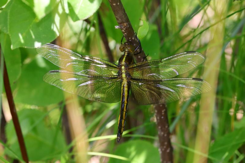 Photo of Widow Skimmer