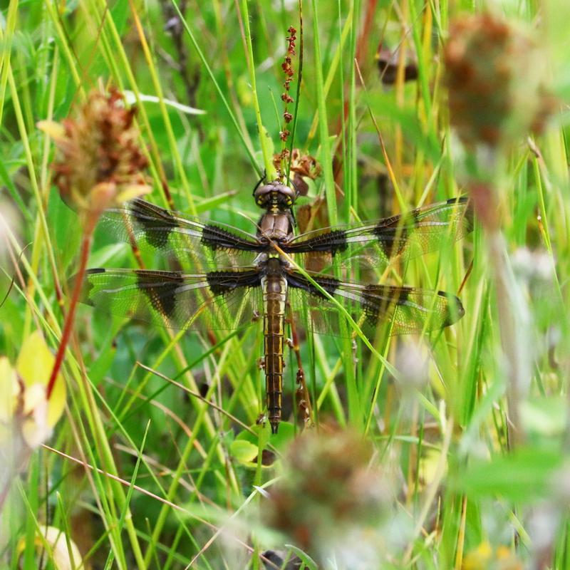 Photo of Twelve-spotted Skimmer