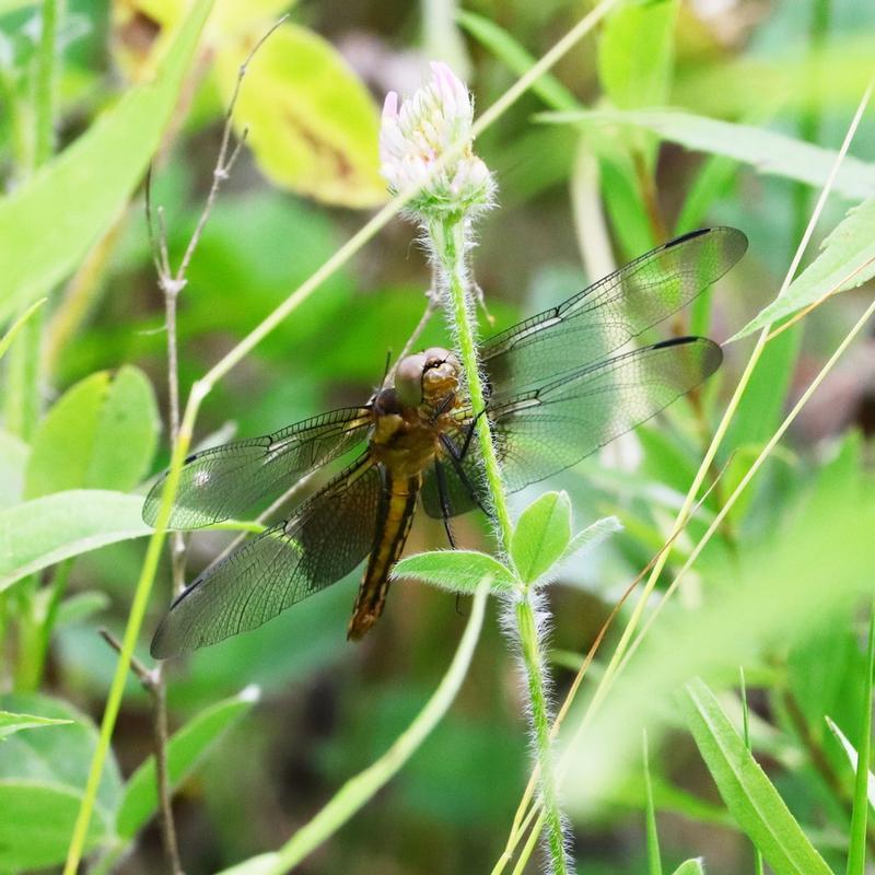 Photo of Widow Skimmer