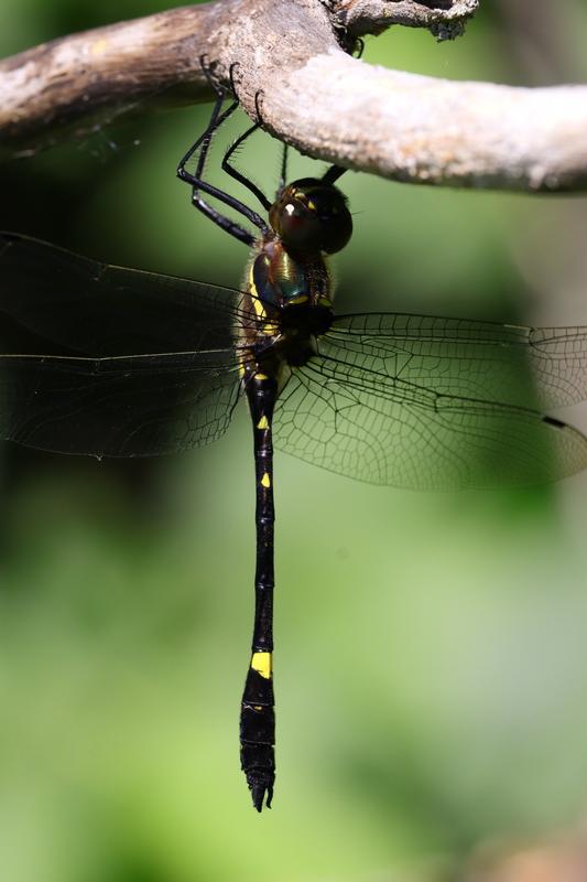 Photo of Swift River Cruiser (Illinois River Cruiser ssp.)
