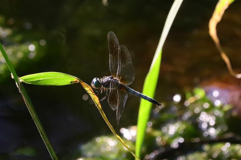 Photo of Blue Dasher