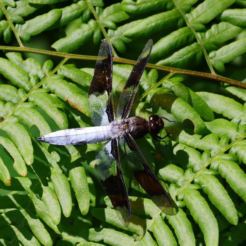 Photo of Common Whitetail