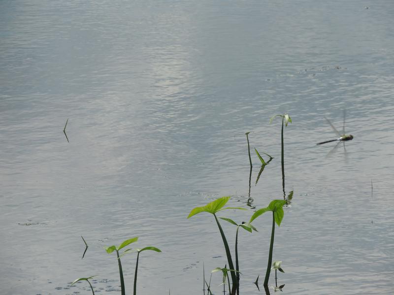 Photo of Common Green Darner