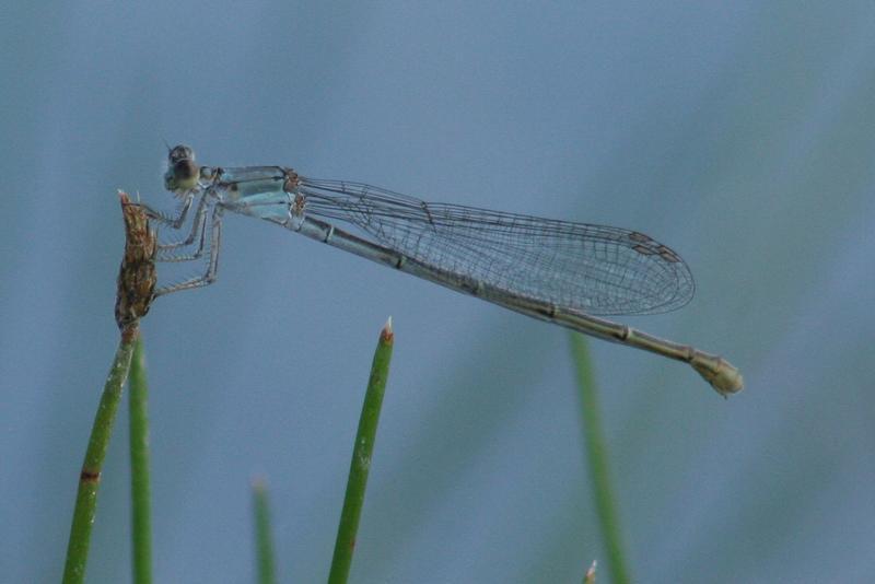 Photo of Powdered Dancer