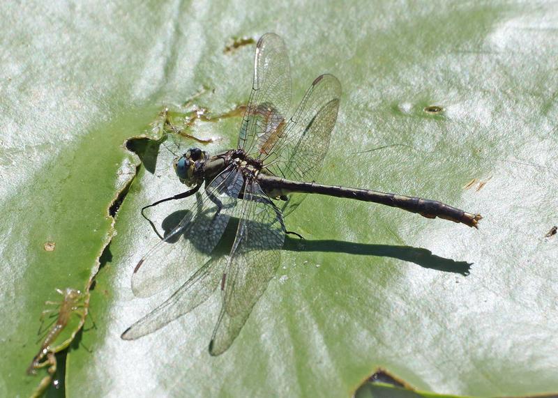 Photo of Lilypad Clubtail