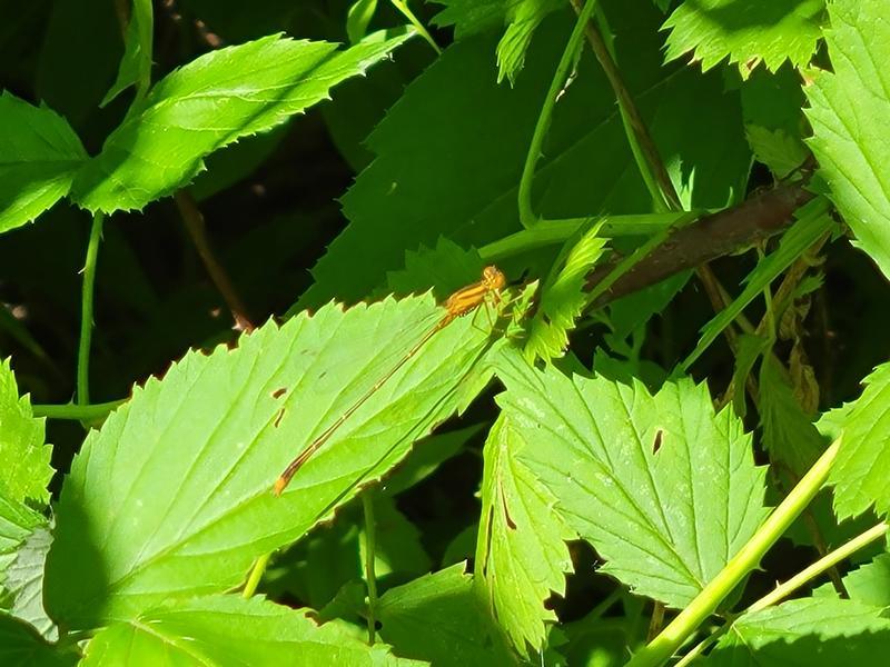 Photo of Orange Bluet