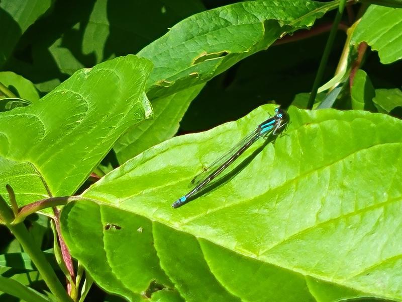 Photo of Skimming Bluet