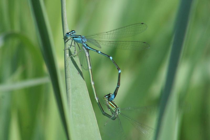 Photo of Stream Bluet