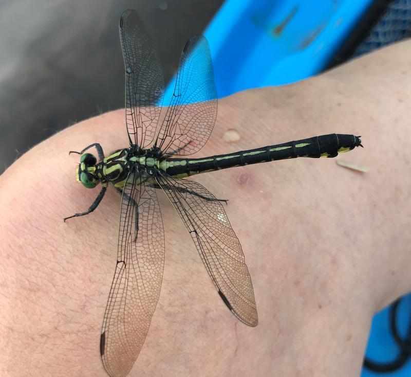 Photo of Splendid Clubtail