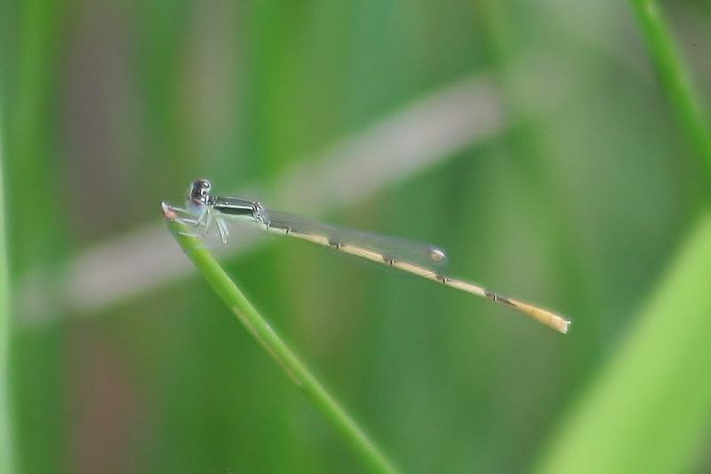 Photo of Citrine Forktail