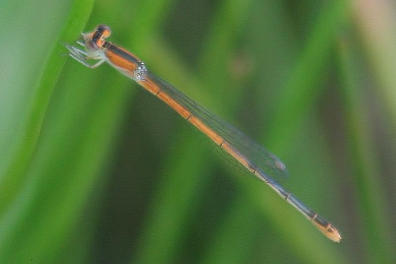 Photo of Citrine Forktail