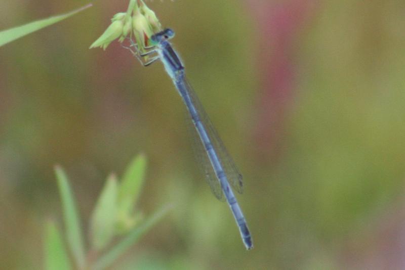 Photo of Eastern Forktail