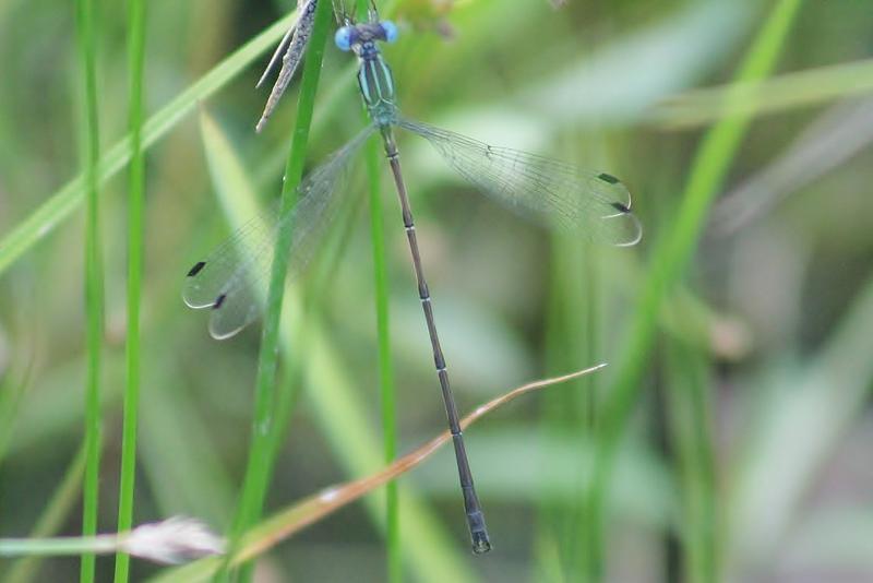 Photo of Slender Spreadwing