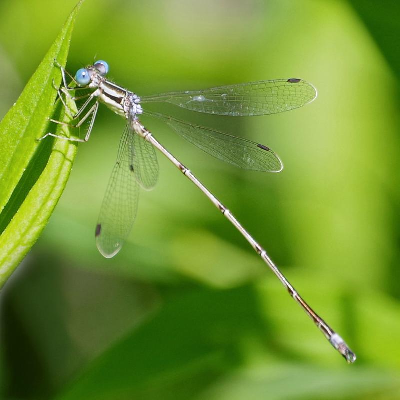 Photo of Slender Spreadwing