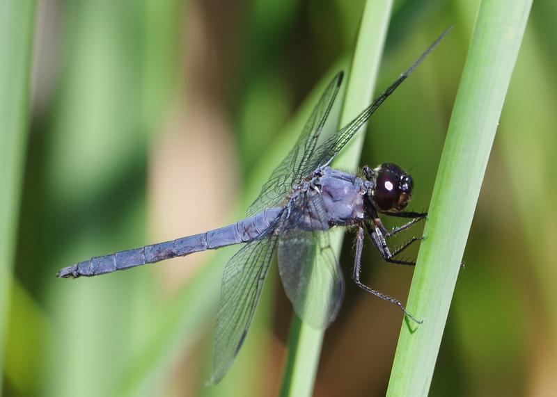 Photo of Slaty Skimmer