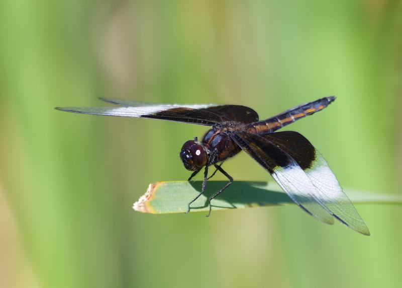 Photo of Widow Skimmer