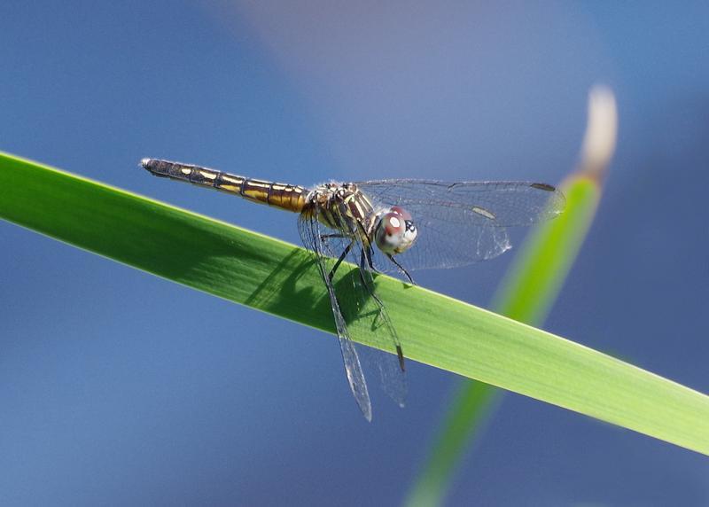 Photo of Blue Dasher