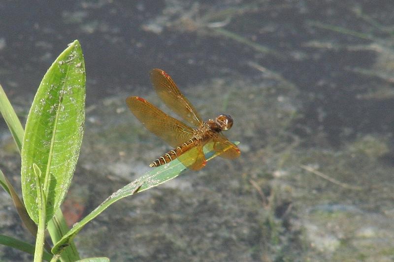 Photo of Eastern Amberwing