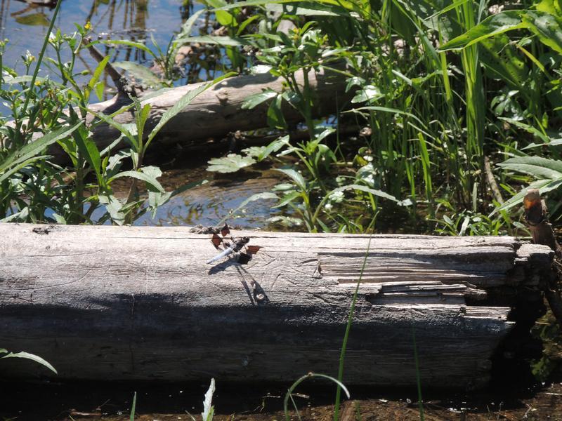 Photo of Common Whitetail