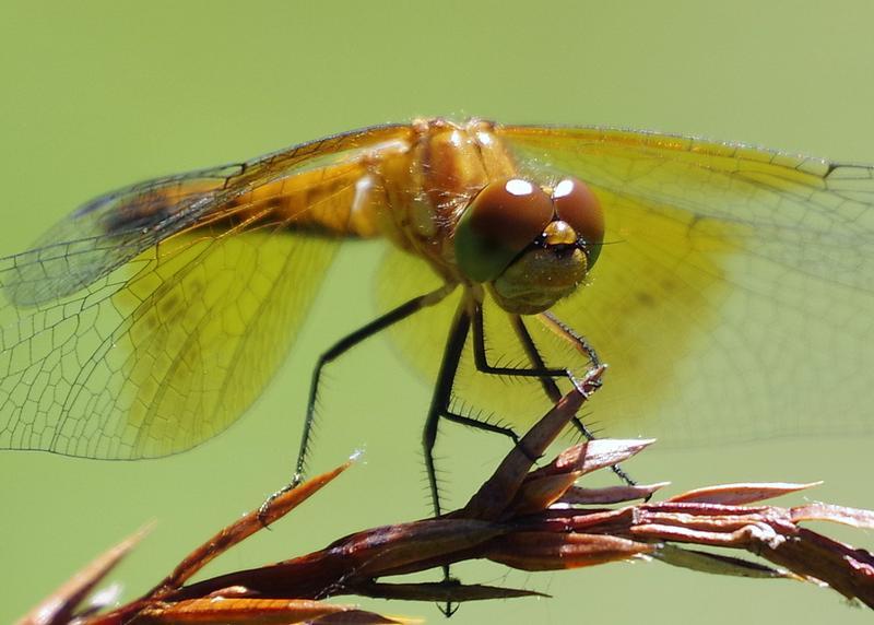 Photo of Band-winged Meadowhawk