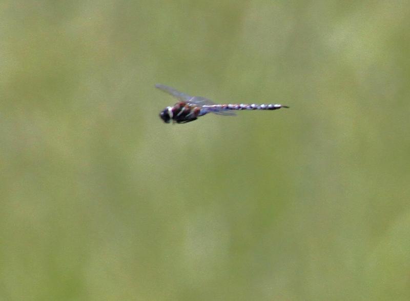 Photo of Variable Darner