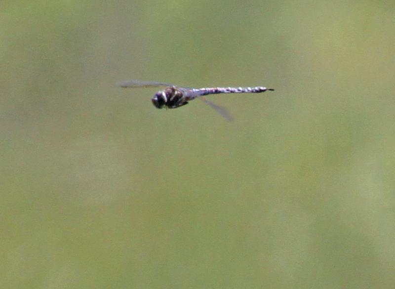 Photo of Variable Darner