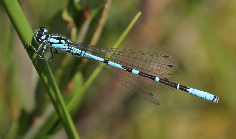 Photo of Subarctic Bluet