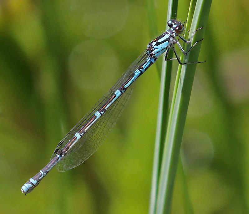 Photo of Subarctic Bluet