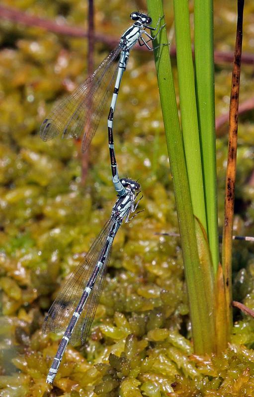 Photo of Subarctic Bluet