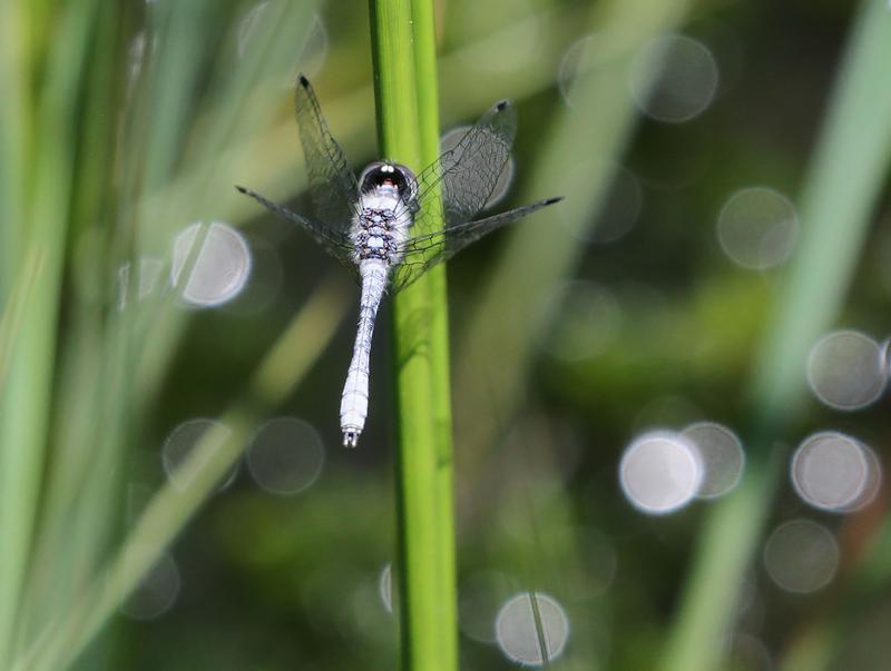 Photo of Elfin Skimmer