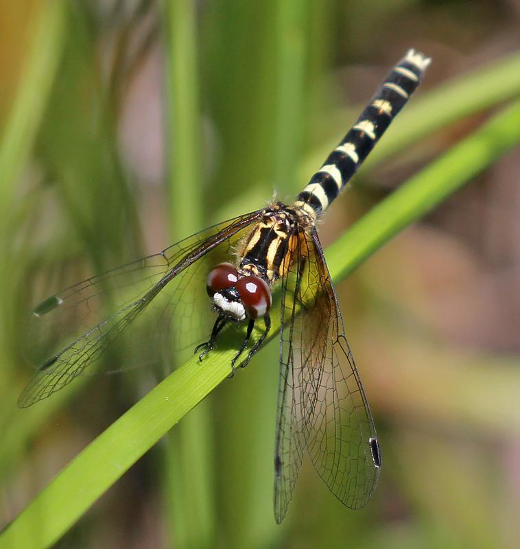 Photo of Elfin Skimmer