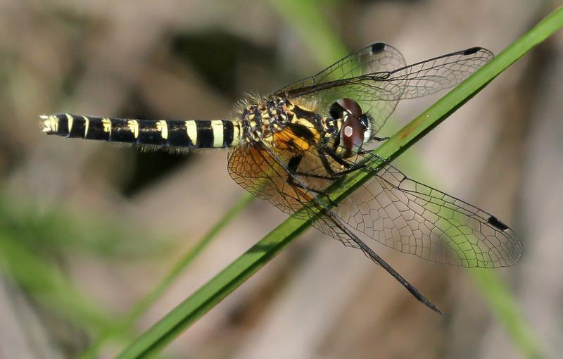 Photo of Elfin Skimmer