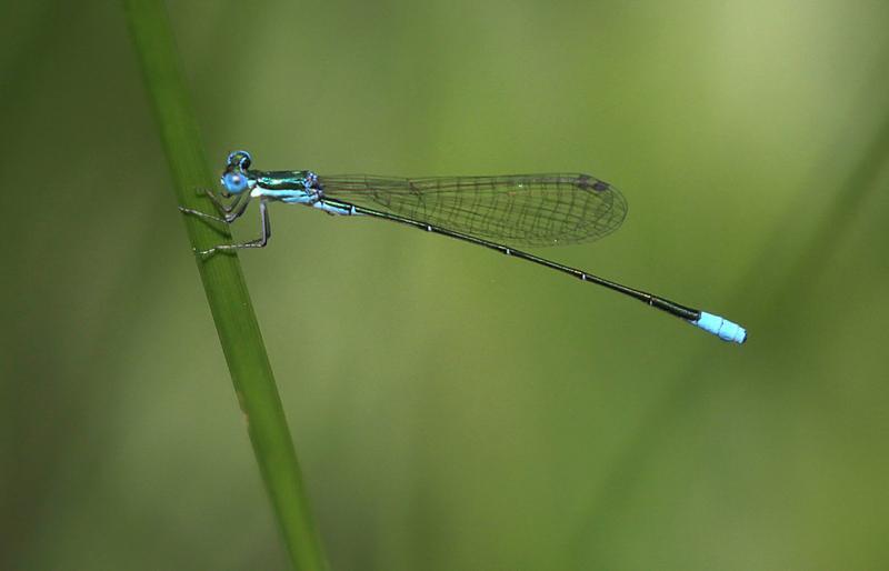 Photo of Sphagnum Sprite