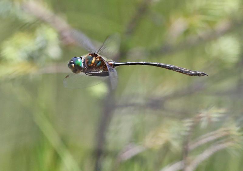 Photo of Delicate Emerald