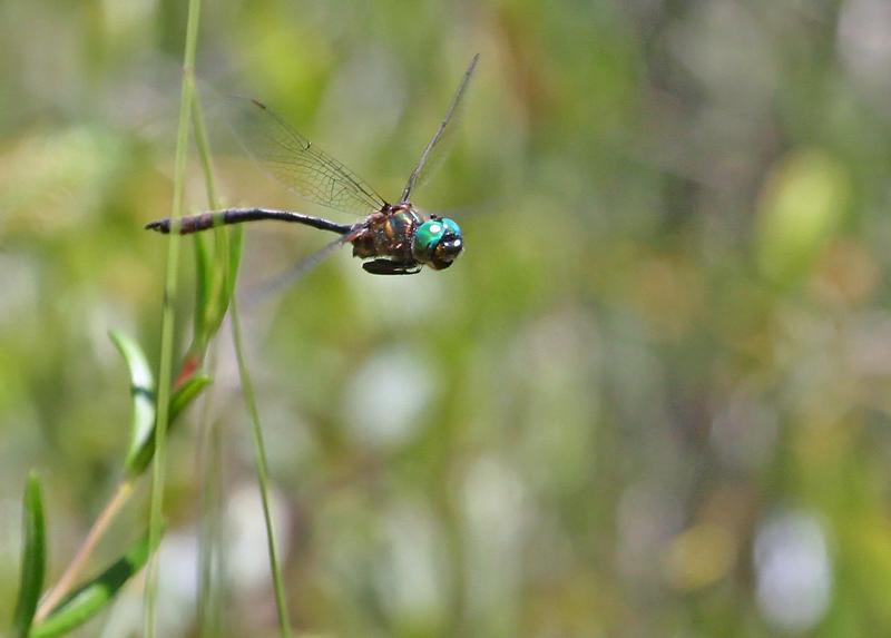 Photo of Delicate Emerald