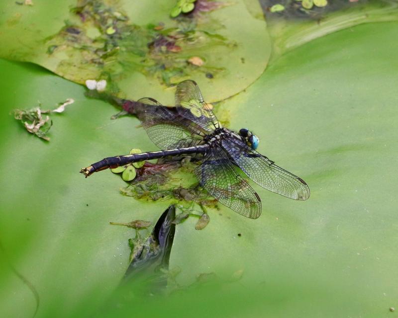 Photo of Lilypad Clubtail