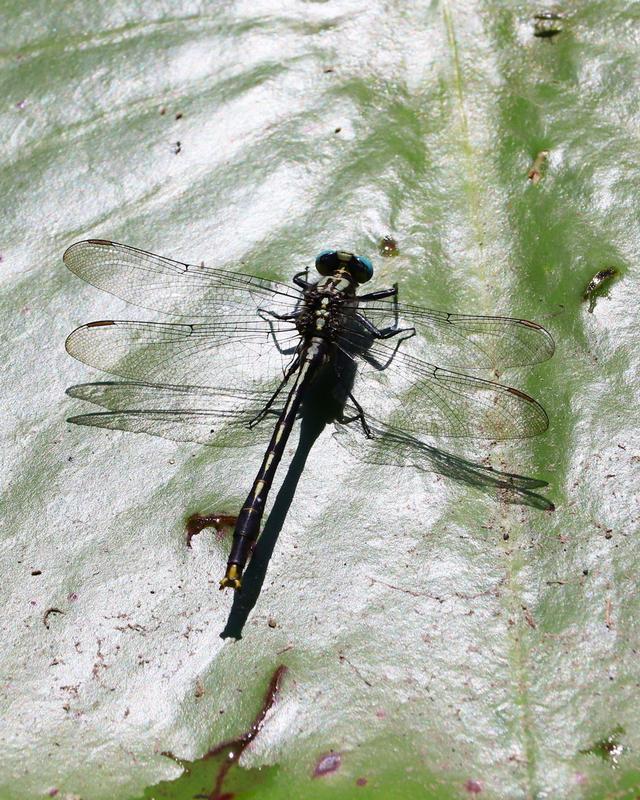 Photo of Lilypad Clubtail