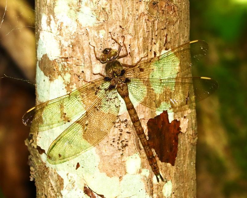 Photo of Fawn Darner