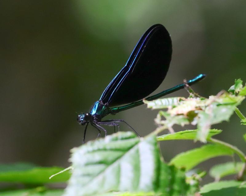 Photo of Ebony Jewelwing