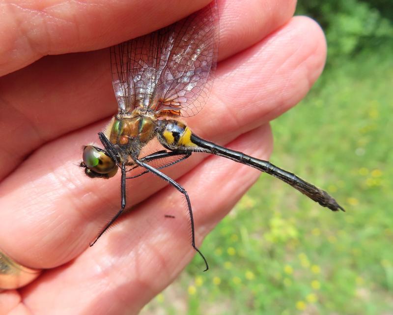 Photo of Racket-tailed Emerald