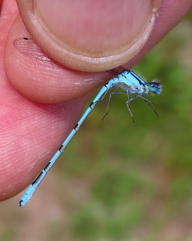 Photo of Hagen's Bluet