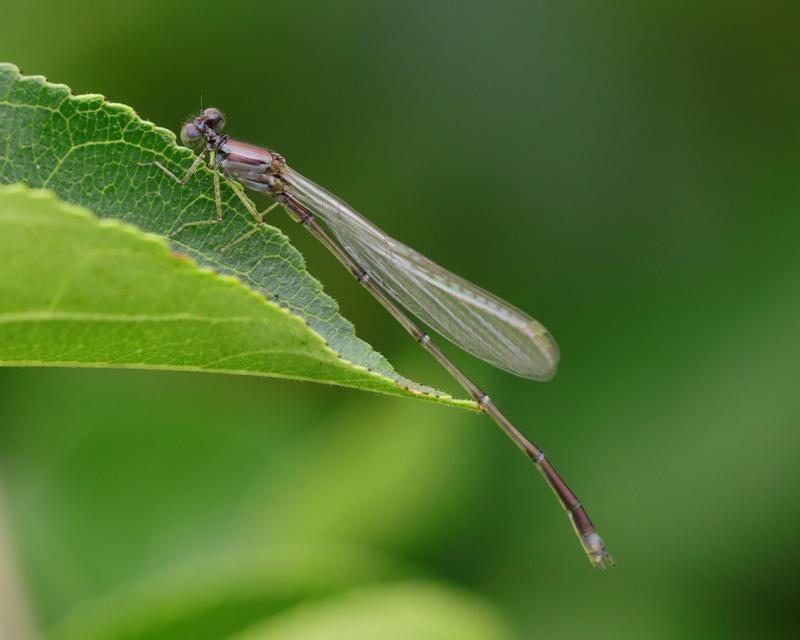 Photo of Orange Bluet